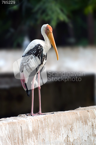 Image of Painted Stork