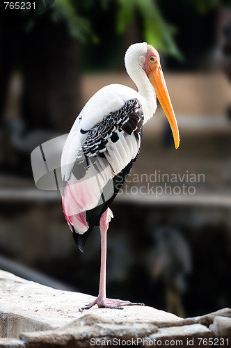 Image of Painted Stork