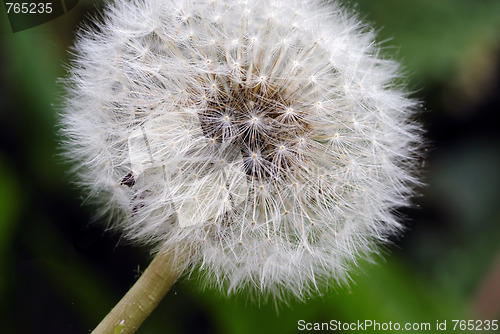 Image of Dandelions