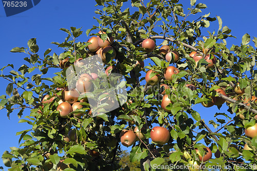 Image of Apples on the Tree