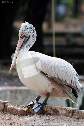 Image of Spot-Billed or Grey Pelican