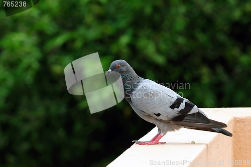 Image of Pigeon