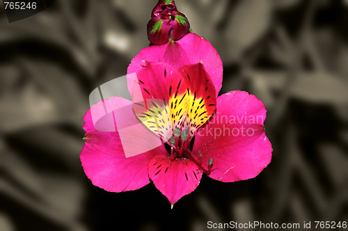 Image of Orchid