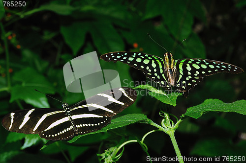 Image of Butterflies