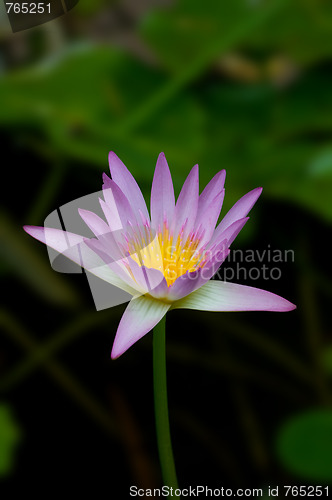 Image of Pink Lily