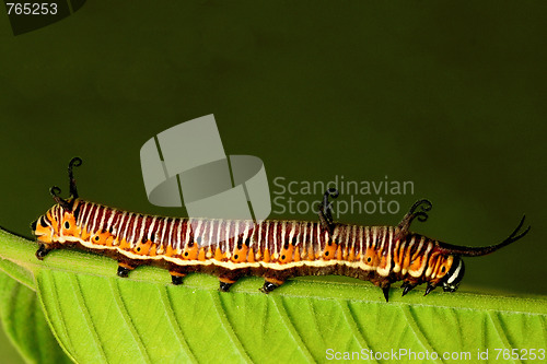 Image of Caterpillar