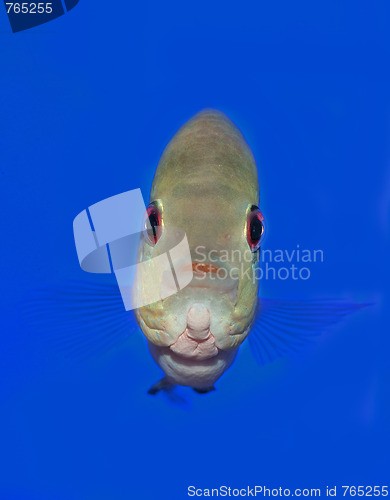 Image of Fish Eye