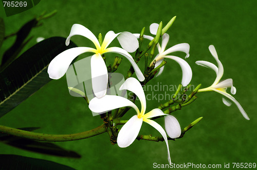 Image of Frangipani Flower