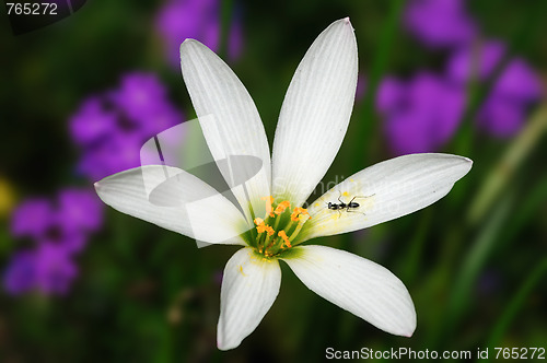 Image of Rain Lily