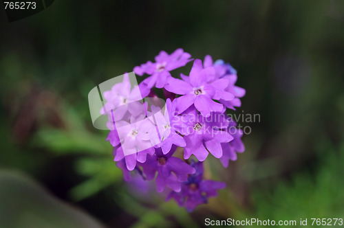 Image of Moss Verbena