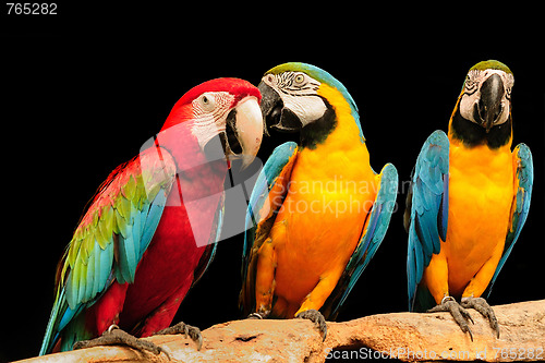 Image of Macaws