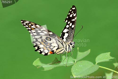 Image of Lime Butterfly
