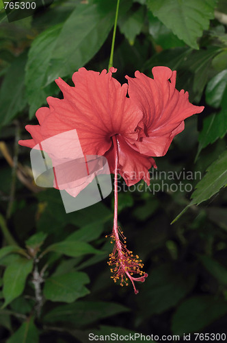 Image of Japanese Hibiscus