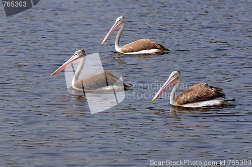 Image of Pelicans