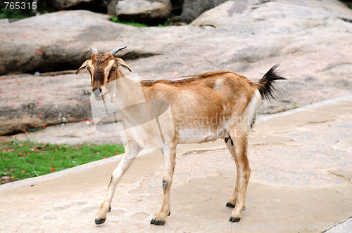 Image of Goat