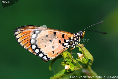 Image of Tawny Coaster