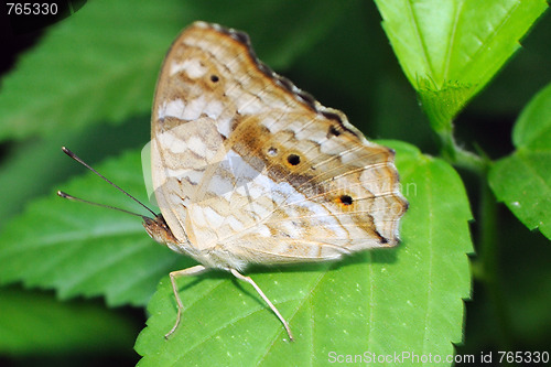 Image of Butterfly