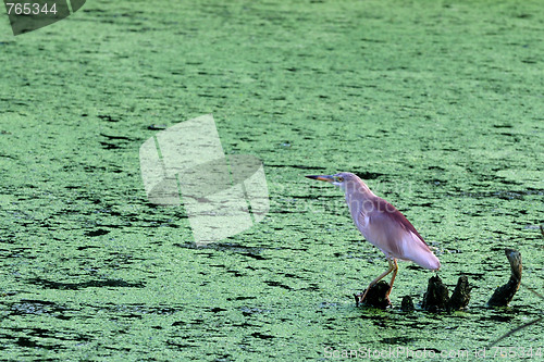 Image of Pond Heron