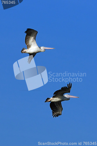 Image of Pelican