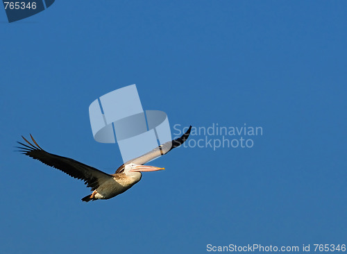 Image of Pelican