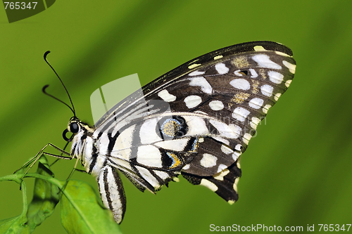 Image of Lime Butterfly