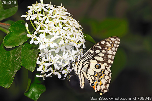 Image of Lime Butterfly