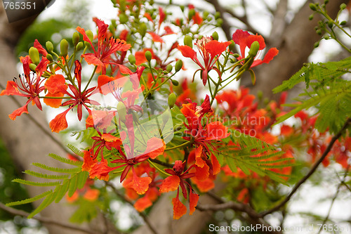 Image of Gulmohar