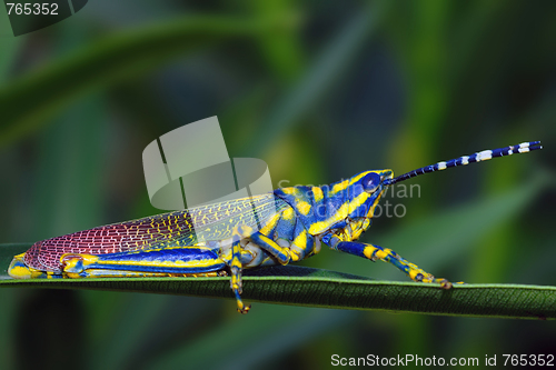 Image of Painted Grasshopper