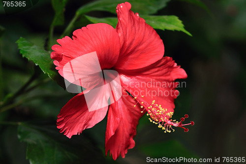 Image of Hibiscus