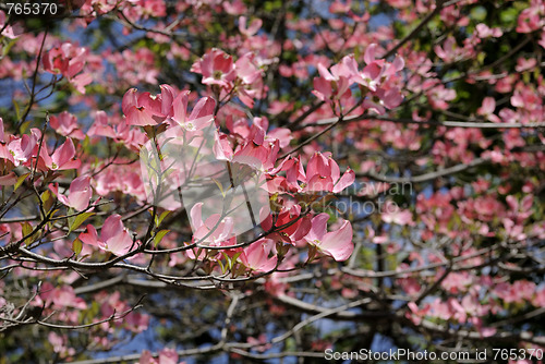 Image of Cherry Blossoms