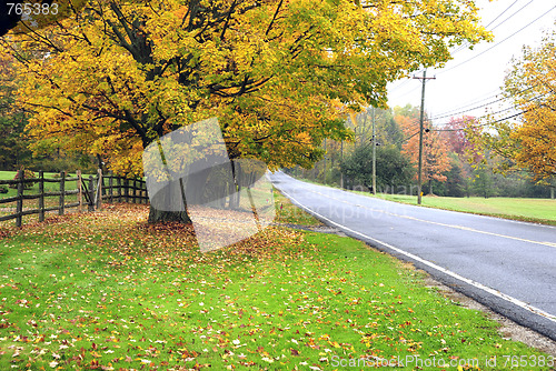 Image of Foliage