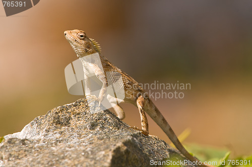 Image of Garden Lizard