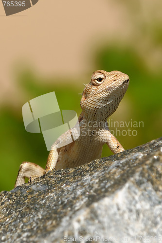 Image of Garden Lizard