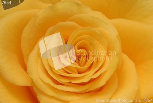 Image of yellow rose closeup-soft