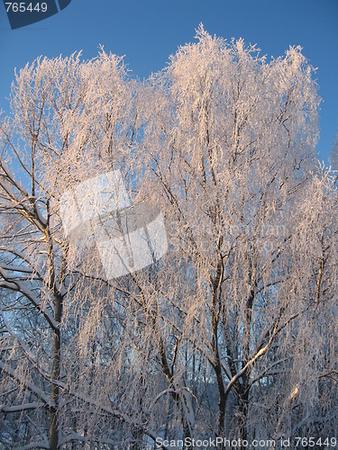 Image of Frosty trees