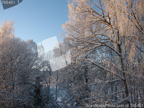 Image of Frosty trees