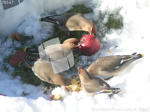 Image of Waxwings