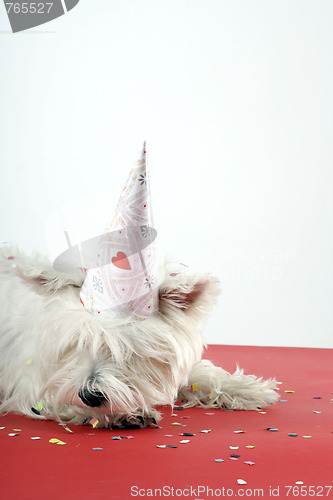 Image of Dog party