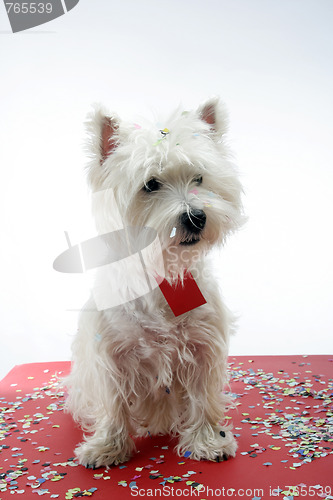 Image of Dog party