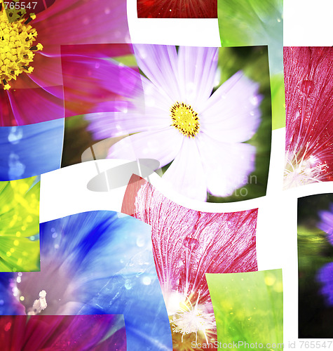 Image of Beautiful flowers collage.