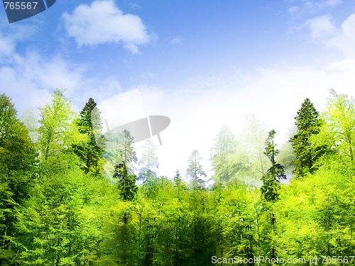 Image of Forest landscape