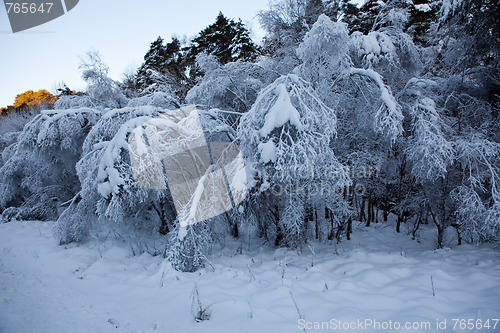 Image of A Cold Winterday