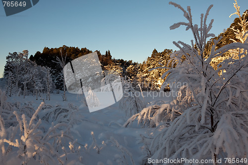 Image of A Cold Winterday