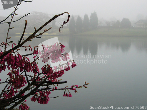 Image of Misty lake