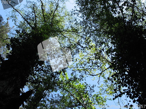 Image of Giant trees. Platres. Cyprus