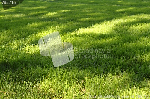 Image of Grass with sunny spots