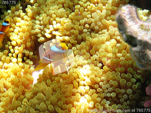 Image of Two-banded clownfish