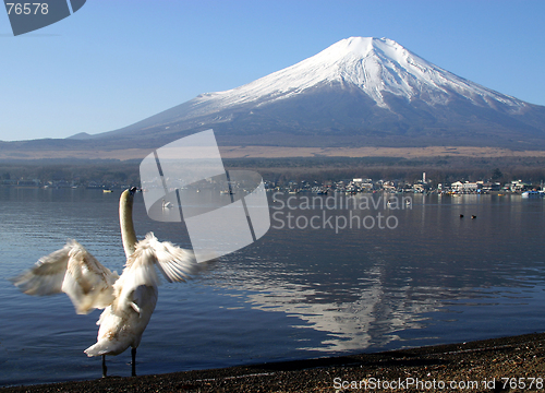 Image of Bird enjoying View