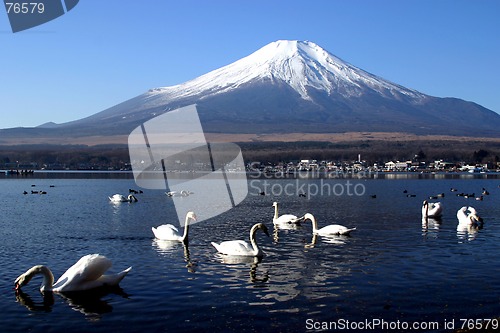 Image of Swan Party