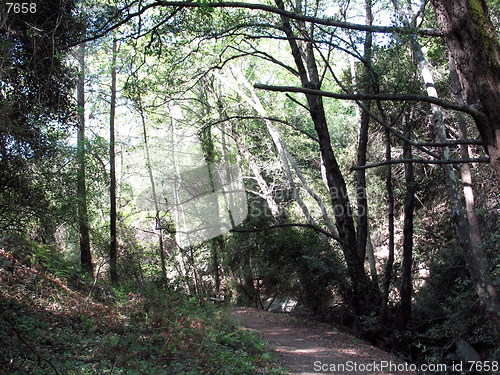 Image of The path of nature. Platres. Cyprus